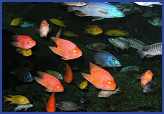 Thailand Rental Pattaya