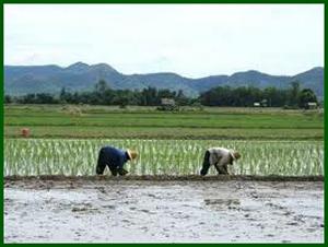 The thai rice. Rent a condo and come for Loy Krathong.